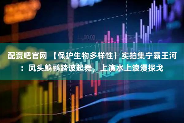 配资吧官网 【保护生物多样性】实拍集宁霸王河：凤头鹧鹂踏波起舞，上演水上浪漫探戈